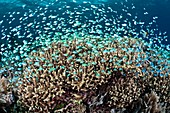 Reef fish and coral