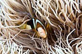Anemonefish in sea anemone