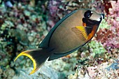 Mimic surgeonfish