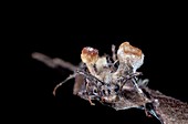 Ant killed by a parasitic fungus