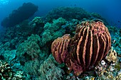 Sponges on coral reef