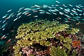 Fusiliers over a reef