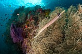Trumpetfish swimming by black coral