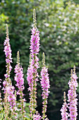 Purple Loosestrife