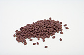 Alfalfa seeds (Medicago sativa)