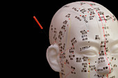 Human model with acupuncture needles