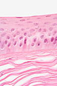 Cross-section of the human cornea