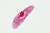 Paramecium caudatum Ciliate Protozoan
