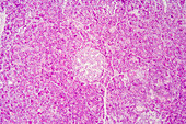 Section of pancreas islet of Langerhans