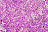 Section of pancreas acinar cells. LM