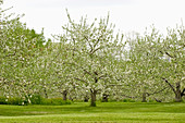 Flowering Apple orchard in the spring
