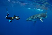 Diver filming a humpback whale calf