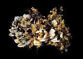 Peltigera aphthosa lichen