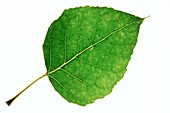 Populus x canadensis leaf