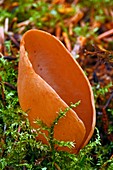 Hare's ear fungus