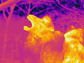 Thermogram,camel,temperature variation