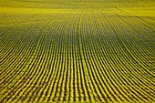 Rows of crops