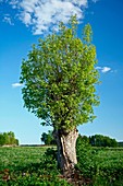 European ash tree (Fraxinus excelsior)