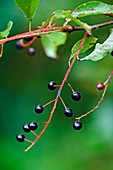 Bird cherry (Prunus padus) fruits