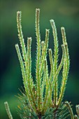 Scot's pine (Pinus sylvestris) needles