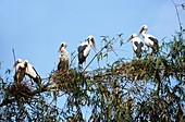 Asian openbill storks in a bamboo tree
