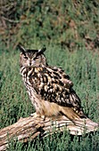 European eagle owl on a log