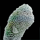 Stigma of Penta lanceolata. SEM