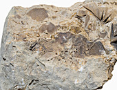 Fossiliferous Limey Shale,New York,USA