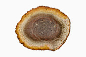 Cross-section of a Petrified Fern stem