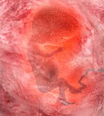 Foetus,artwork
