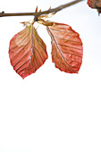 Close up of Copper Beech leaves