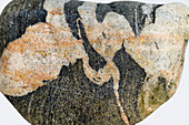 Folded Quarts veins in Amphibolite cobble