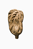 Crinoid fossil (Onychocrinus exculptus)