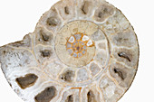 An Ammonite,jurassic period