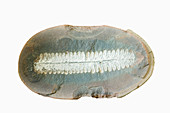 Fossil fern (Pecopteris unita)