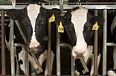 Holstein cows in stantions