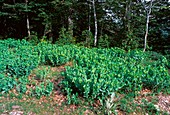 Cerinthe auriculata