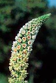 Reseda alba