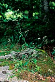 Torilis japonica