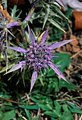 Eryngium amethystinum