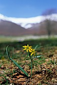 Gagea lutea