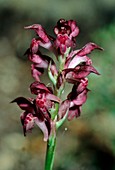 Orchis coriophora subsp. fragrans