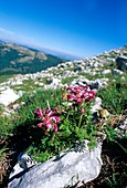 Pedicularis elegans subsp. praetutiana