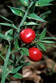 Ruscus aculeatus