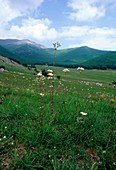 Saxifrage (Saxifraga bulbifera)