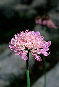 Scabious (Scabiosa dubia)