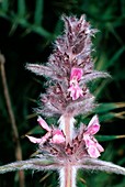 Stachys tymphaea