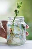 Haricot bean seedling in glass jar