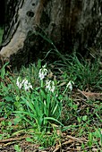 Allium triquetrum