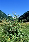 Wood Burdock (Arctium nemorosum)